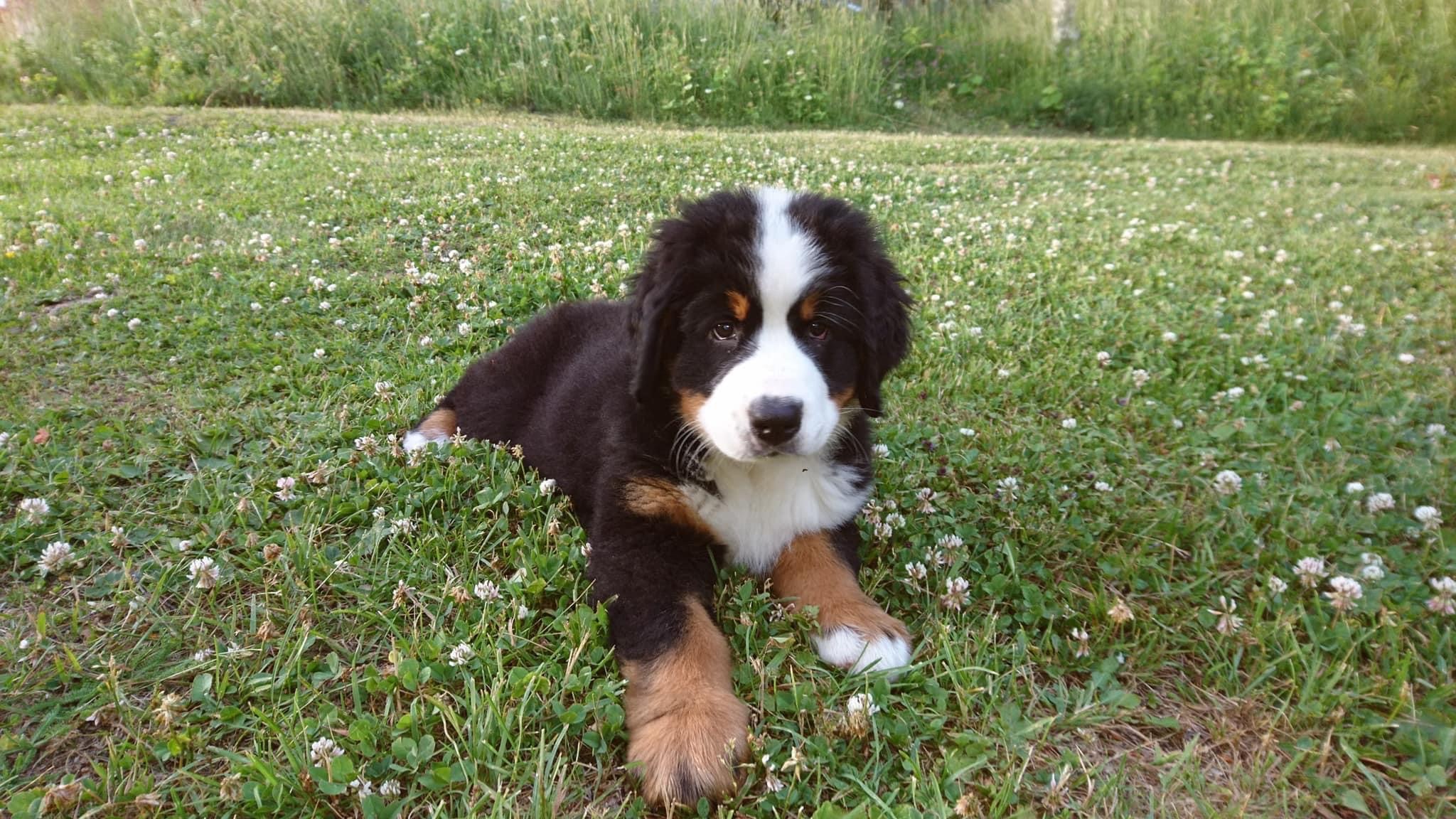 Bernersennenvalp som ligger i gräset och kollar in i kameran. 