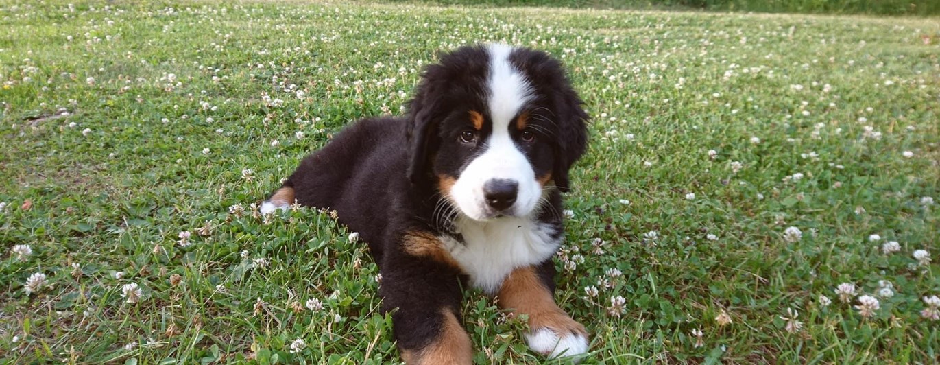 Bernersennenvalp som ligger i gräset och kollar in i kameran.