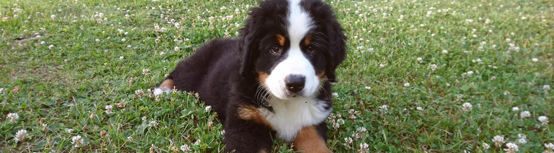 Bernersennenvalp som ligger i gräset och kollar in i kameran.