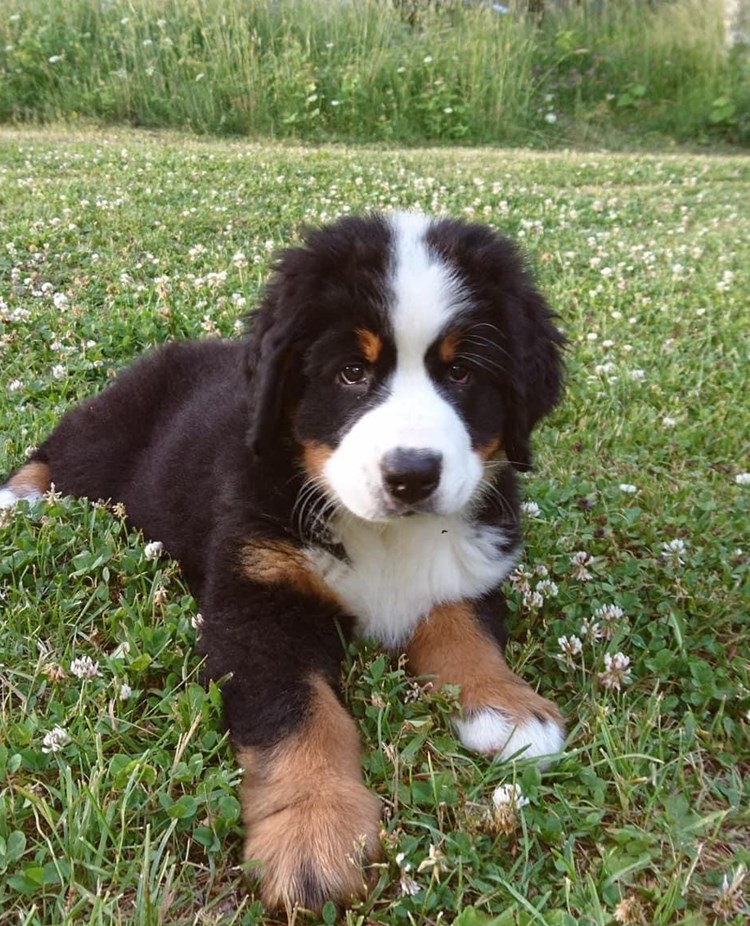 Bernersennenvalp som ligger i gräset och kollar in i kameran.