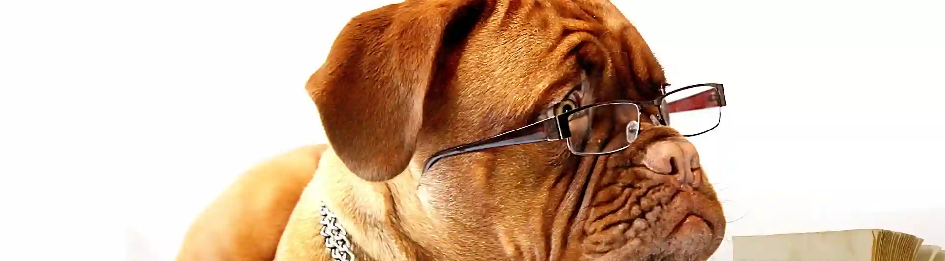 Hund med glasögon