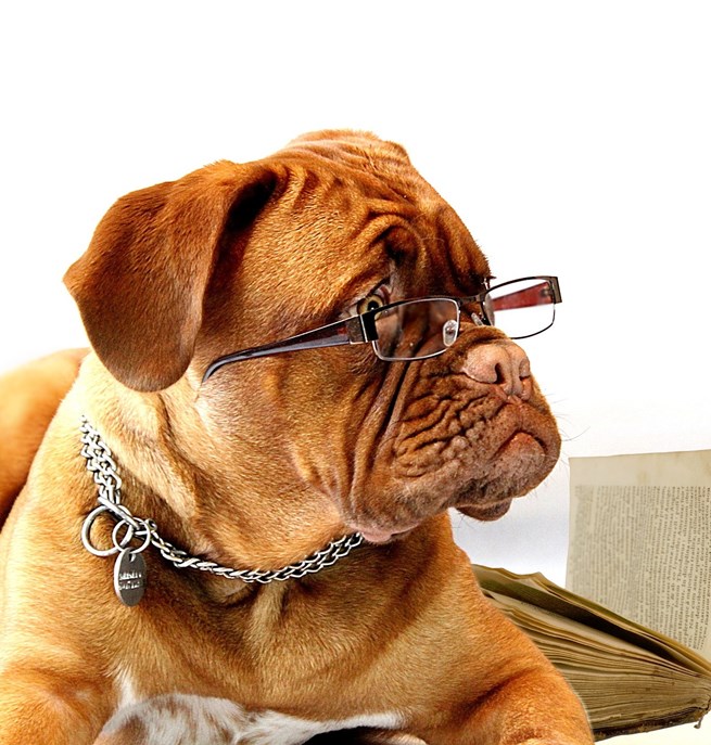 Hund med glasögon
