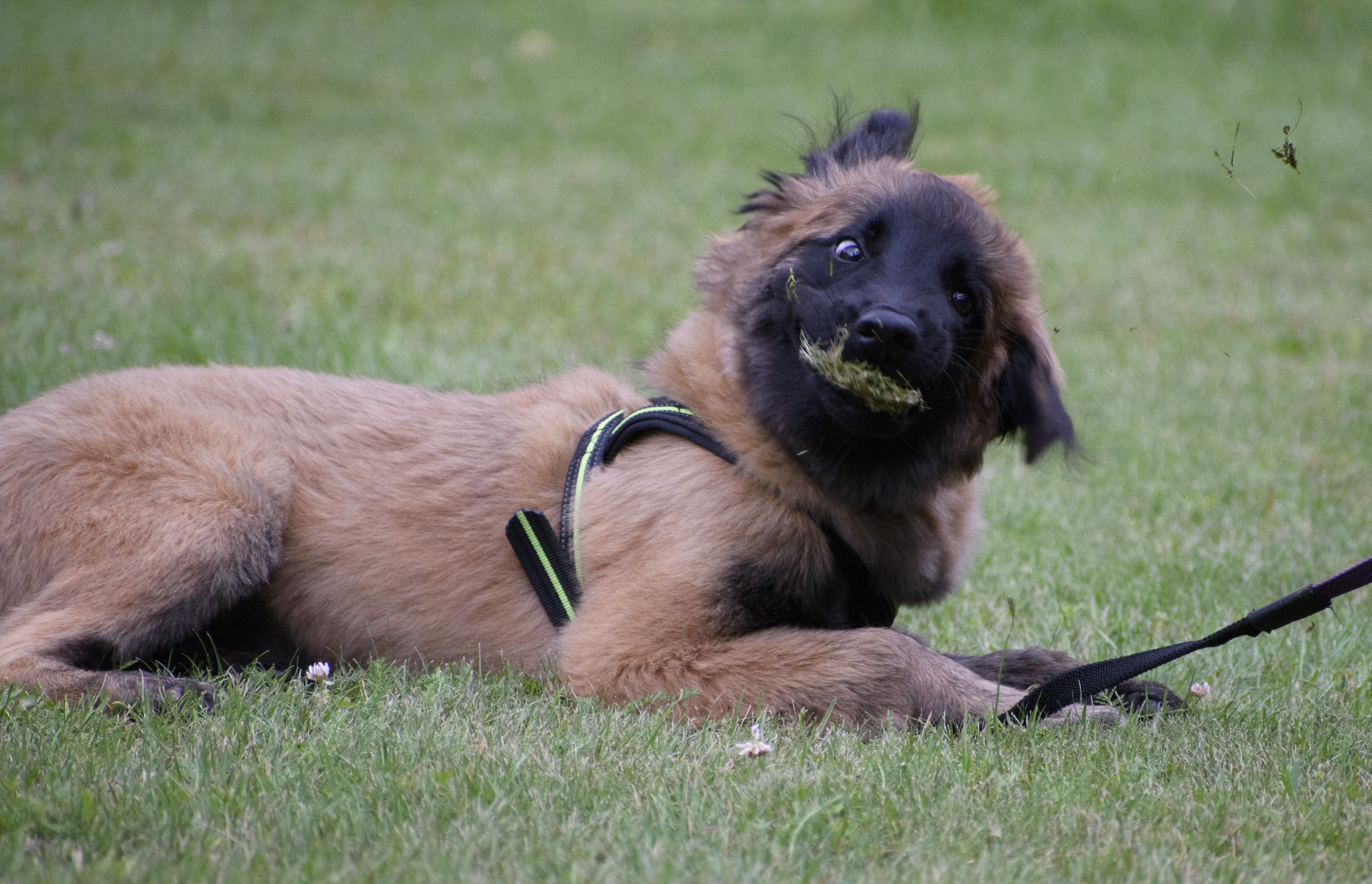 Tervueren-valp som äter gräs