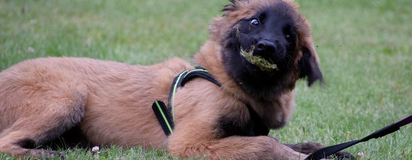 Tervueren-valp som äter gräs