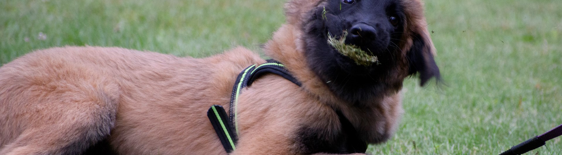 Tervueren-valp som äter gräs