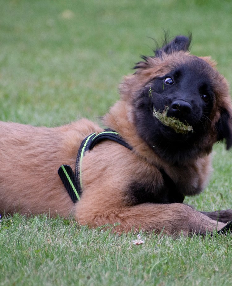 Tervueren-valp som äter gräs