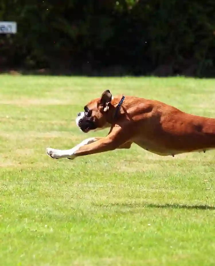 Bild som visar en hoppande boxer.