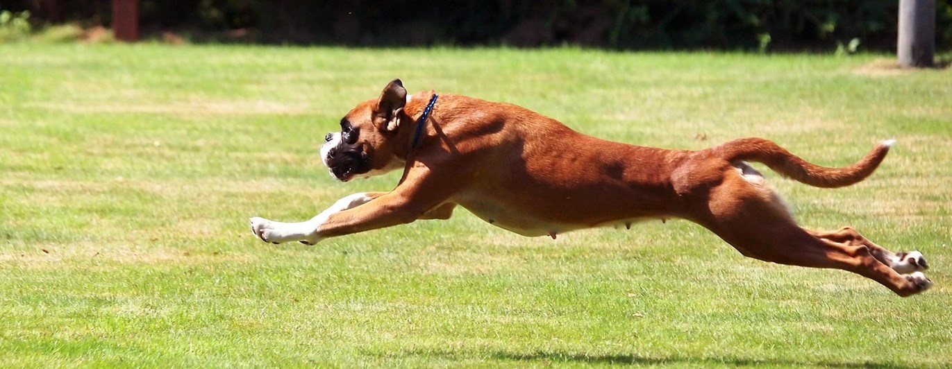 Bild som visar en hoppande boxer.