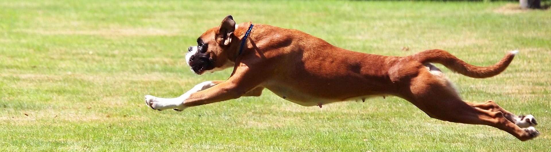 Bild som visar en hoppande boxer.