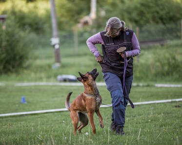 KM vinnare 2024 i Tävlingslydnad Klass 1: Anna Karlsson & Gioia