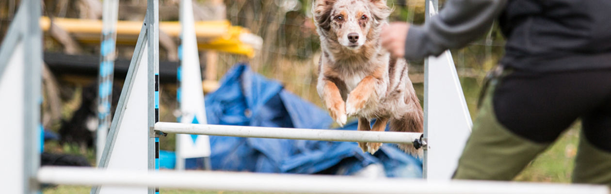 Hund av bordercollietyp hoppar över ett agilityhinder