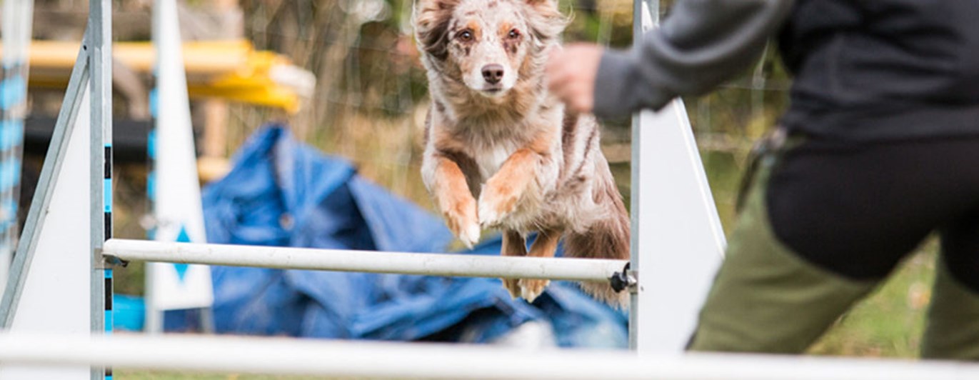 Hund av bordercollietyp hoppar över ett agilityhinder