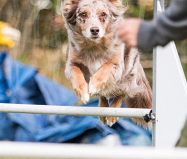 Hund av bordercollietyp hoppar över ett agilityhinder