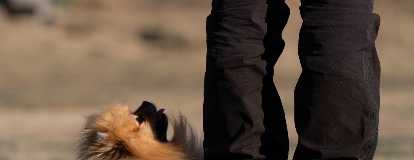 dvärgspets i rallylydnad