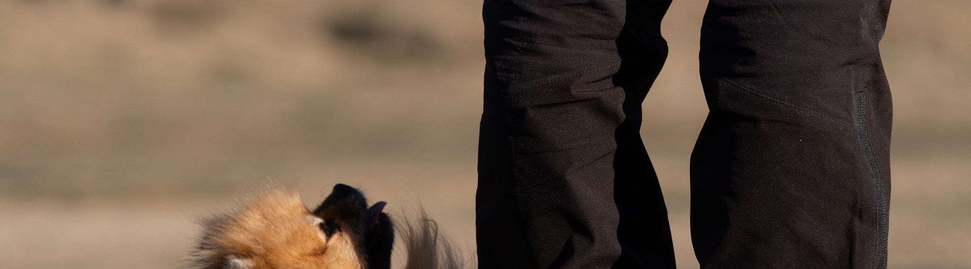 dvärgspets i rallylydnad