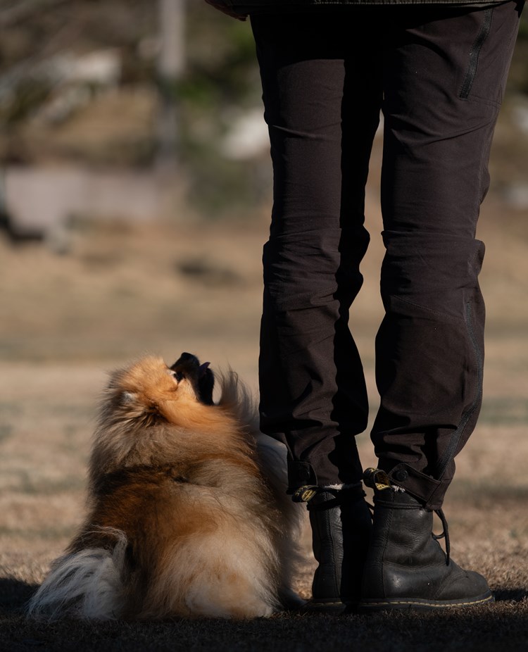 dvärgspets i rallylydnad