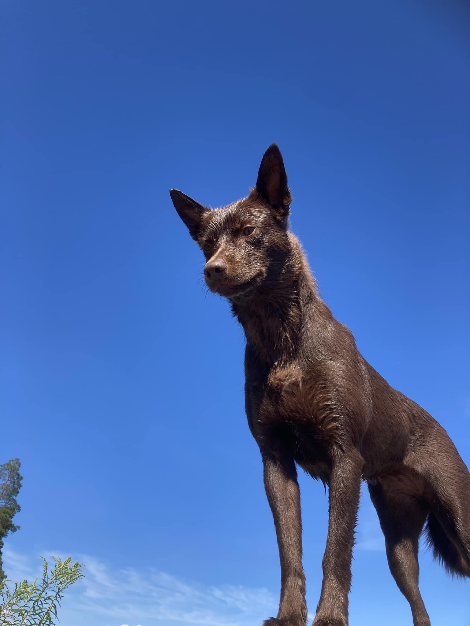 Australian kelpie
