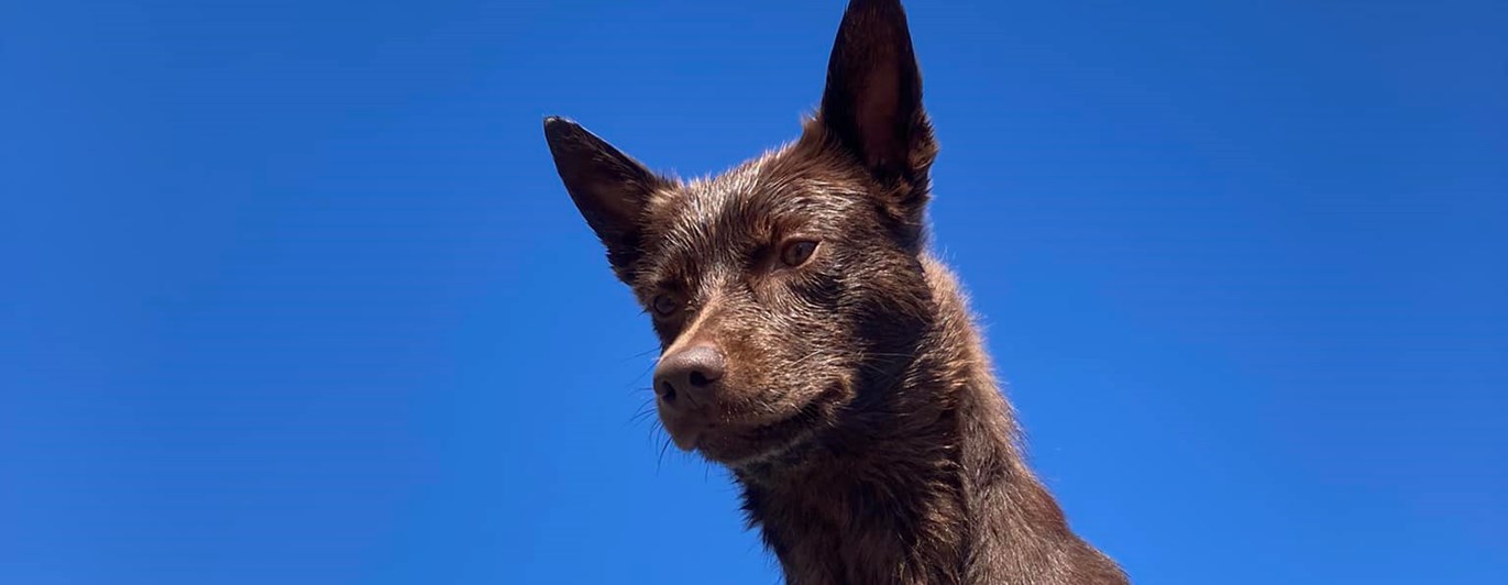 Australian kelpie
