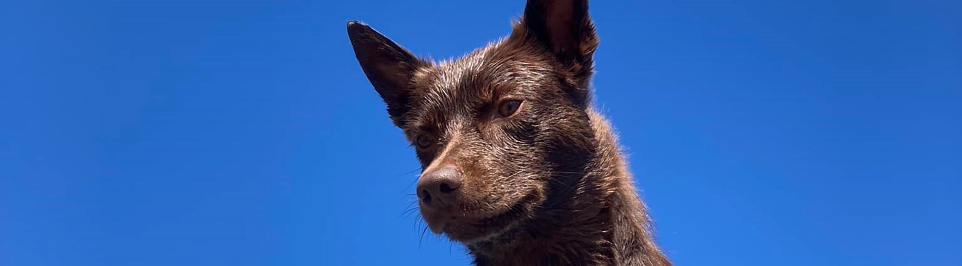 Australian kelpie