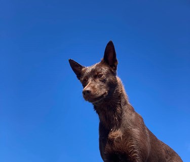 Australian kelpie