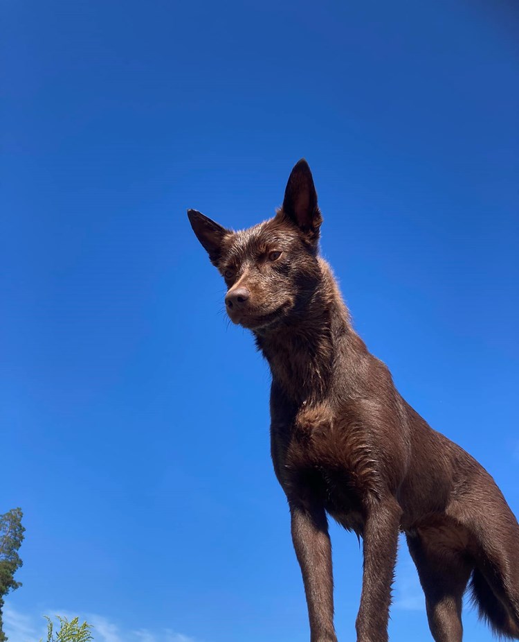 Australian kelpie
