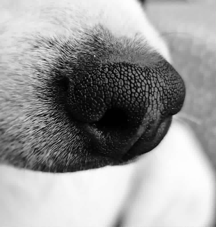 Humlas nos, bild från Kerstin Rörstam