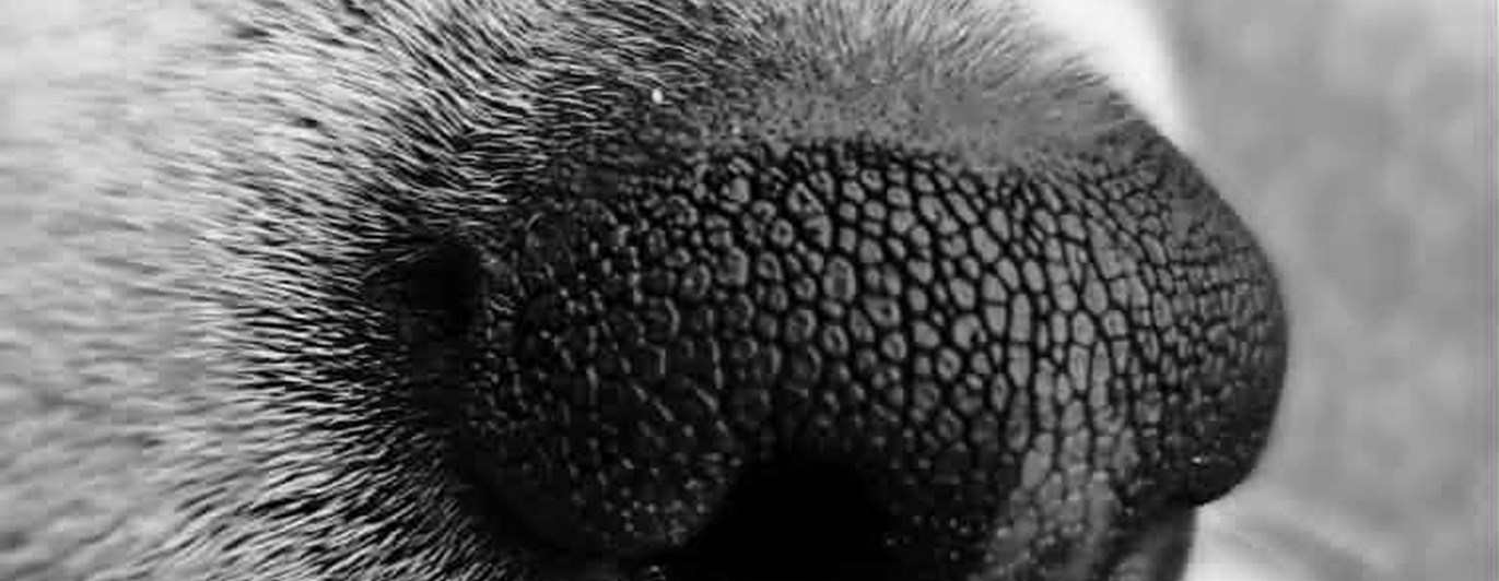 Humlas nos, bild från Kerstin Rörstam