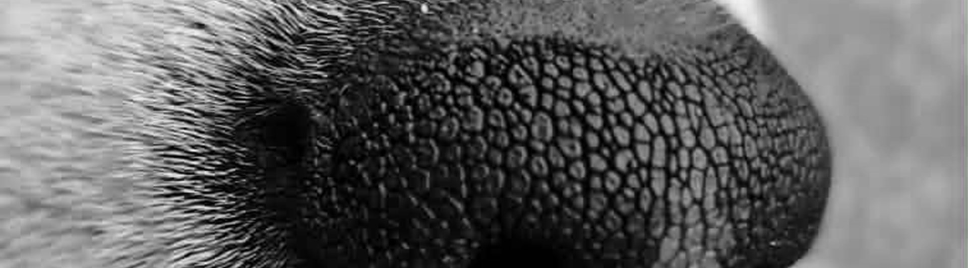 Humlas nos, bild från Kerstin Rörstam