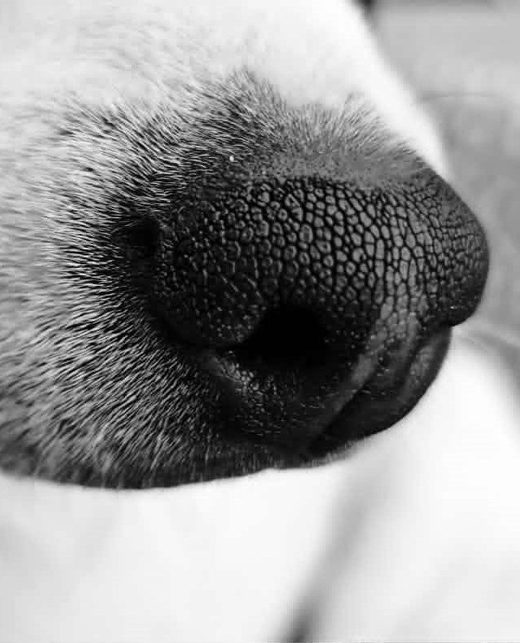 Humlas nos, bild från Kerstin Rörstam