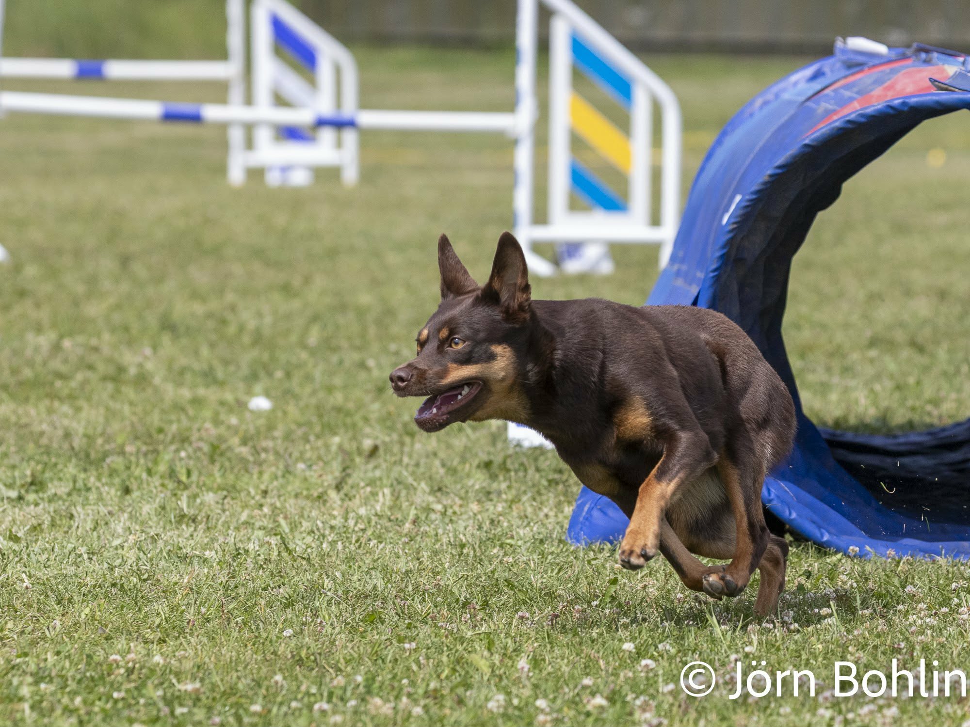 En brun kelpie springer ut ur en agilitytunnel
