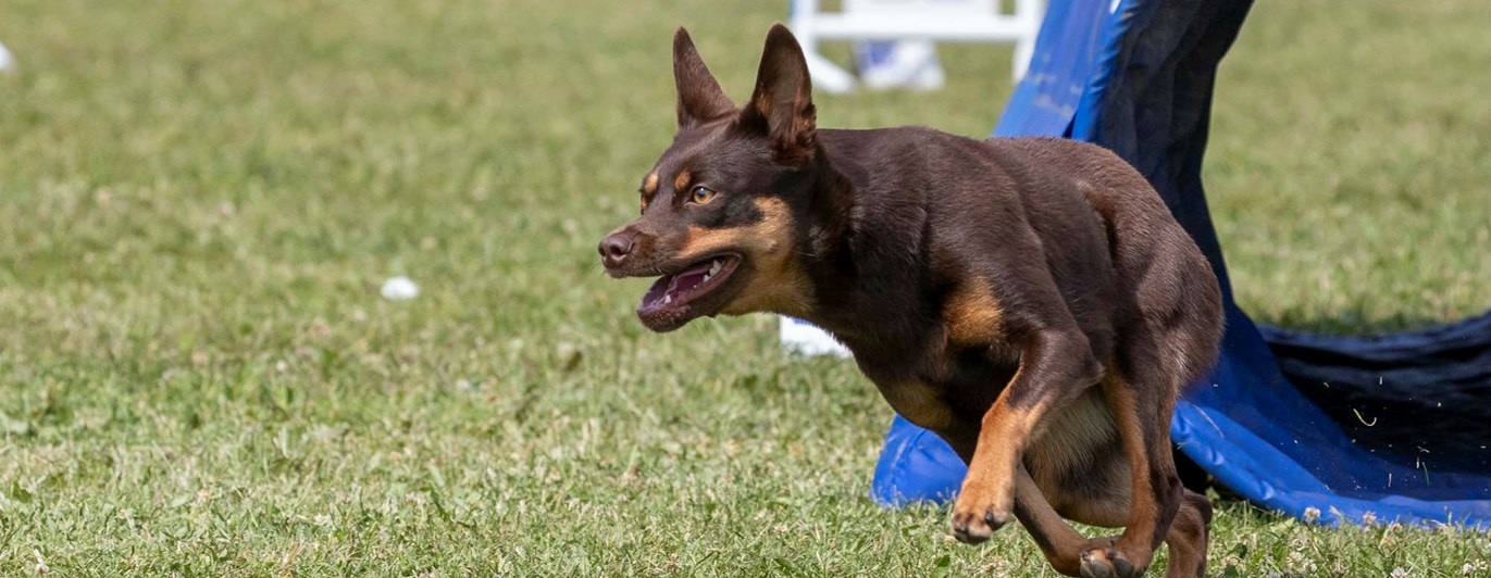 En brun kelpie springer ut ur en agilitytunnel