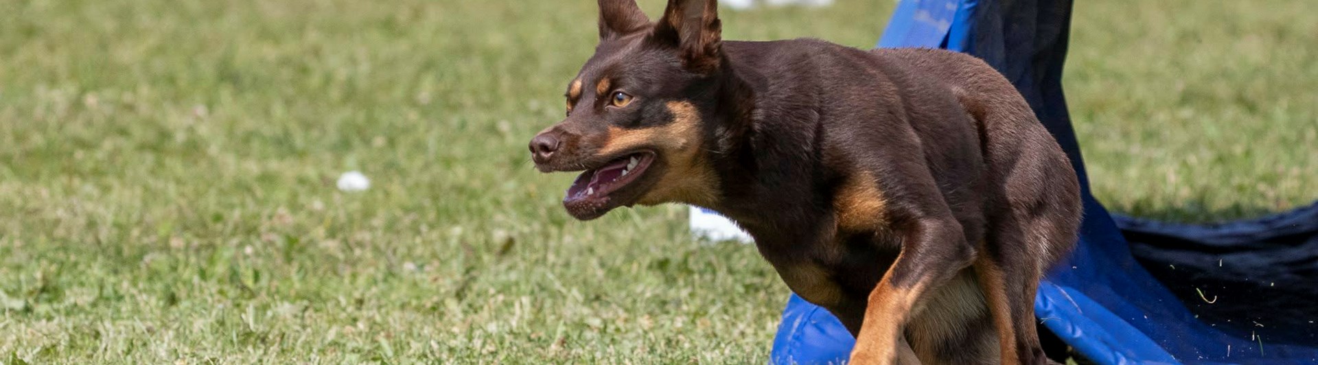 En brun kelpie springer ut ur en agilitytunnel