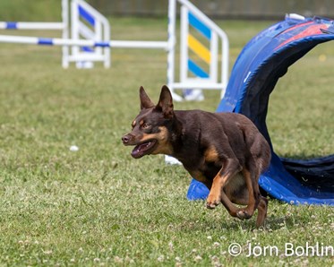 En brun kelpie springer ut ur en agilitytunnel