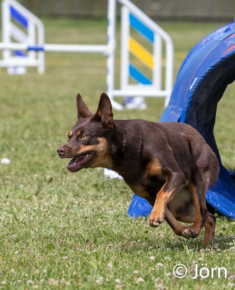 En brun kelpie springer ut ur en agilitytunnel