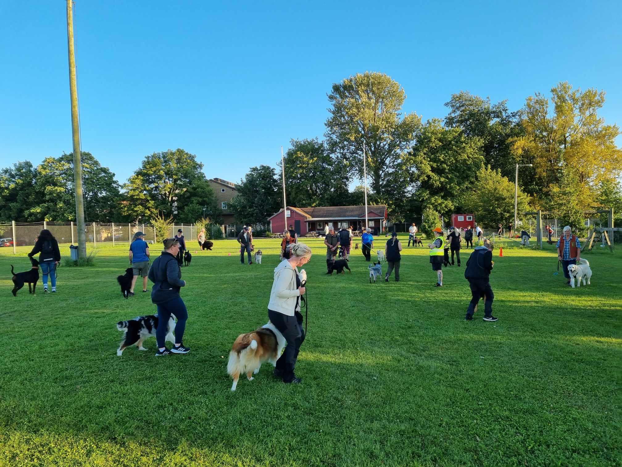 Hundträning i grupp. Hundförare går med sina hundar i en cirkel. 