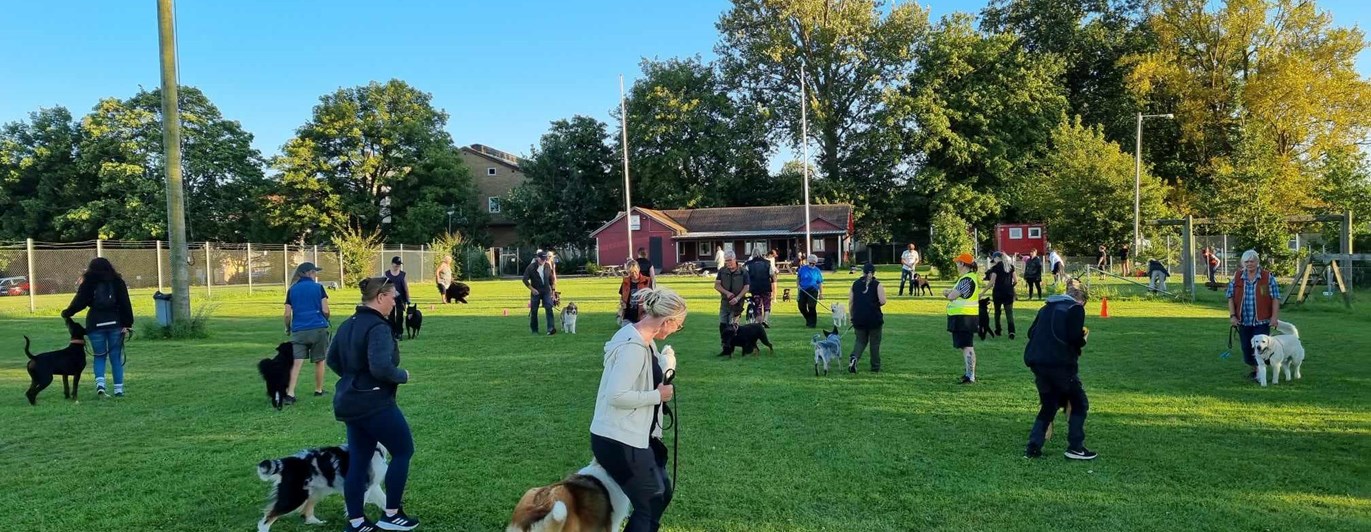 Hundträning i grupp. Hundförare går med sina hundar i en cirkel.