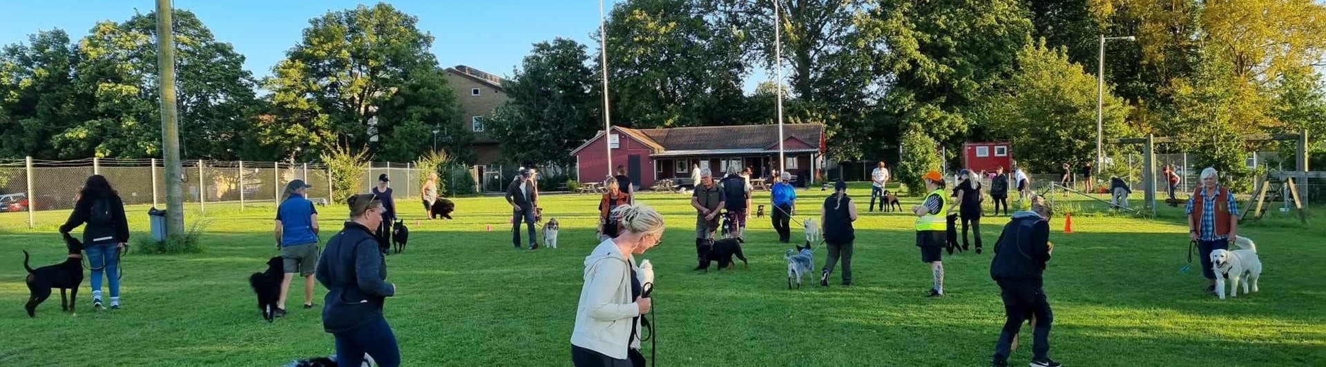 Hundträning i grupp. Hundförare går med sina hundar i en cirkel.