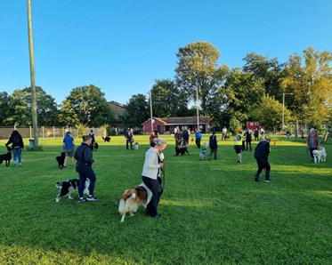 Hundträning i grupp. Hundförare går med sina hundar i en cirkel.