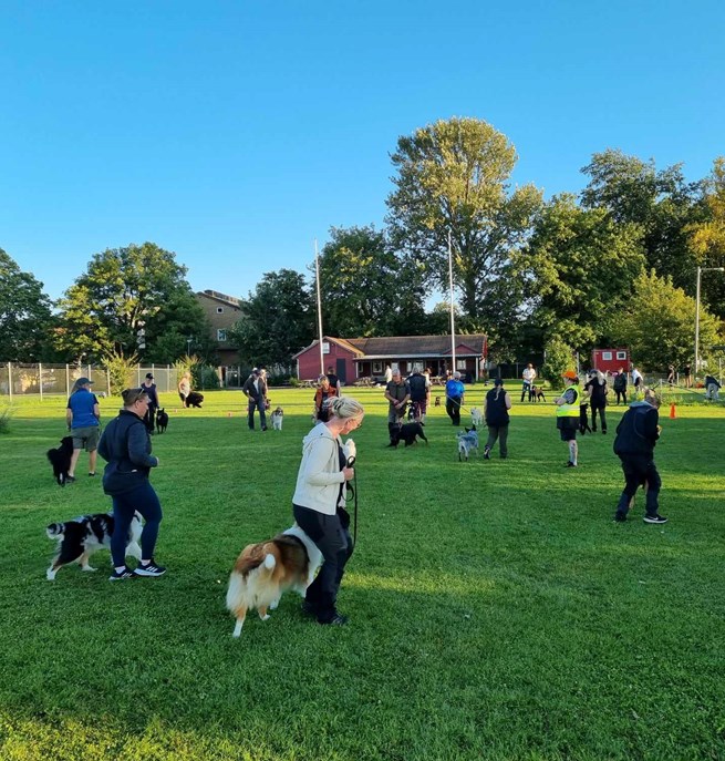 Hundträning i grupp. Hundförare går med sina hundar i en cirkel.