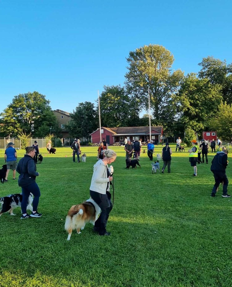 Hundträning i grupp. Hundförare går med sina hundar i en cirkel.