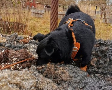 Hund på Berikningsworkshop