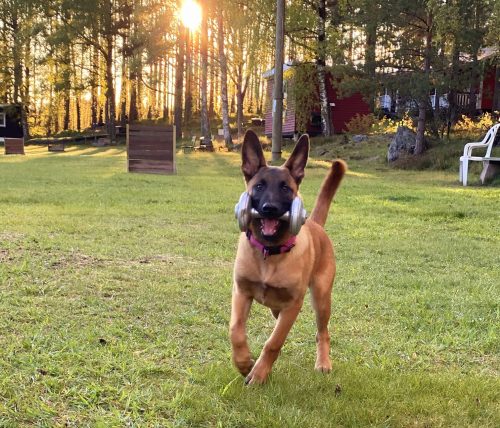 Malinois Hund med apportbock