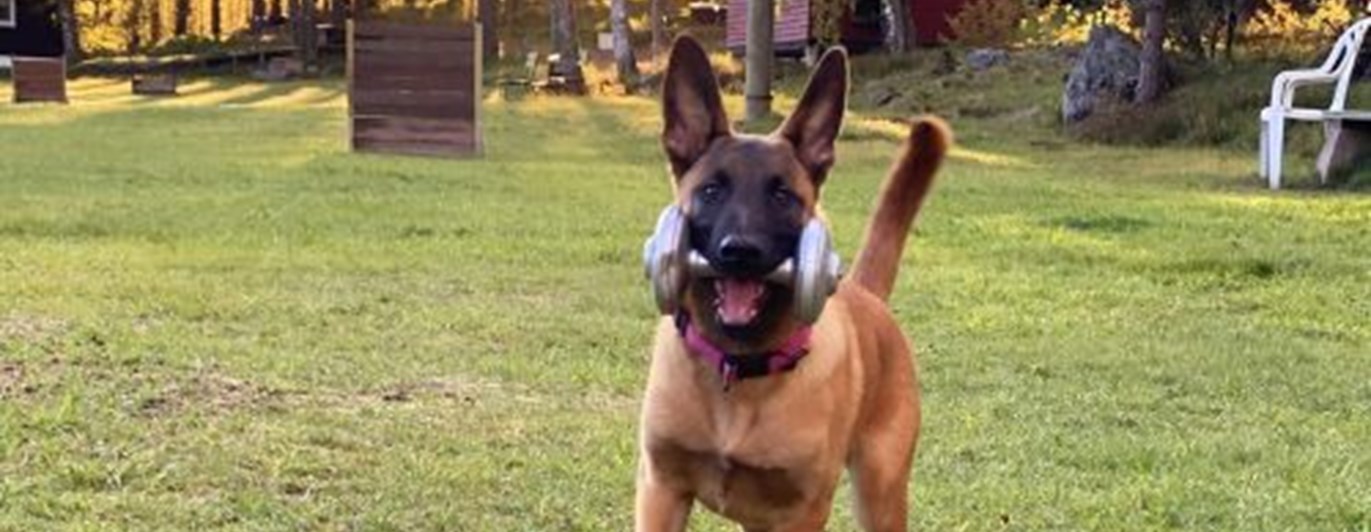 Malinois Hund med apportbock