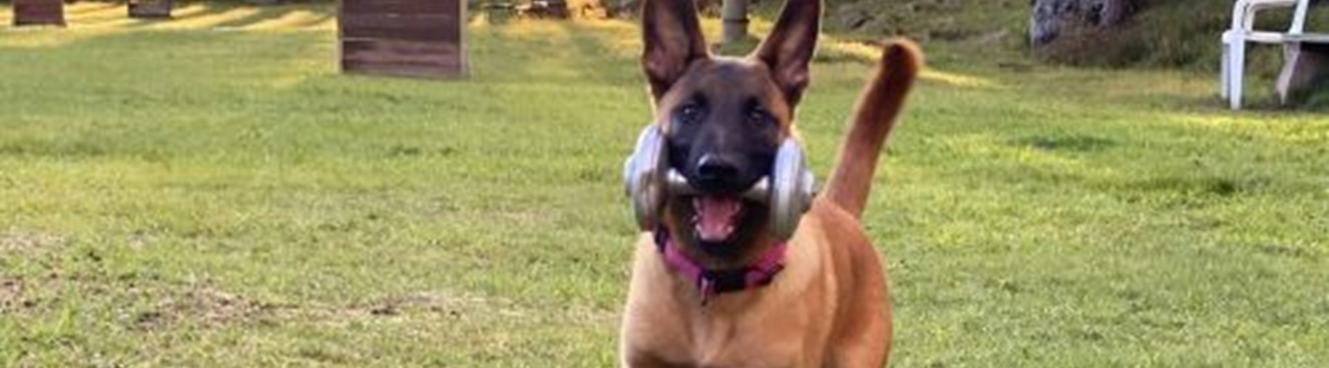 Malinois Hund med apportbock