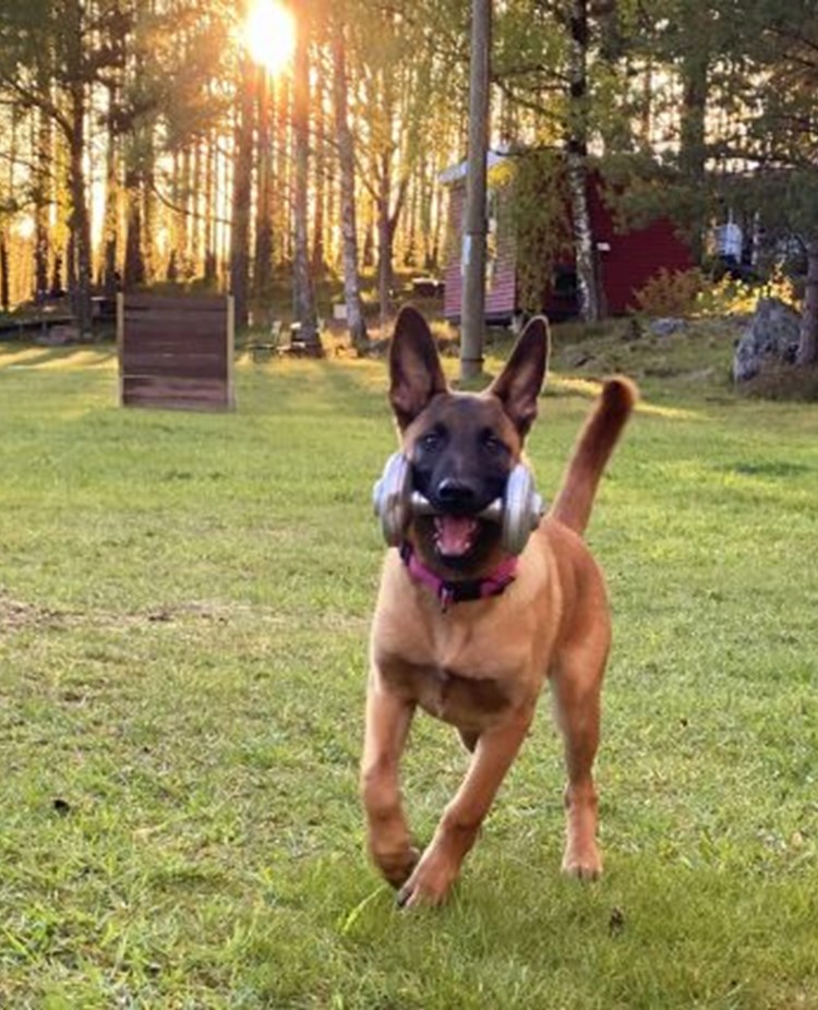 Malinois Hund med apportbock