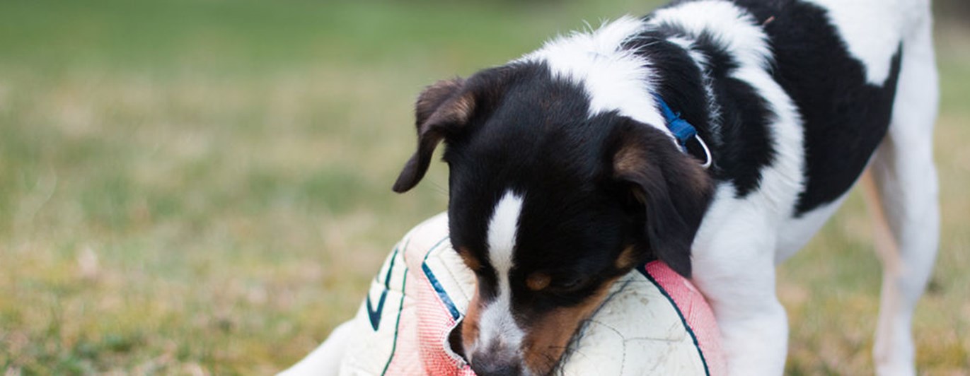 Hund av terriertyp biter i en filt