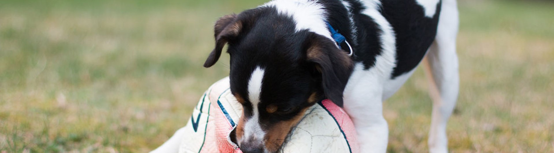 Hund av terriertyp biter i en filt