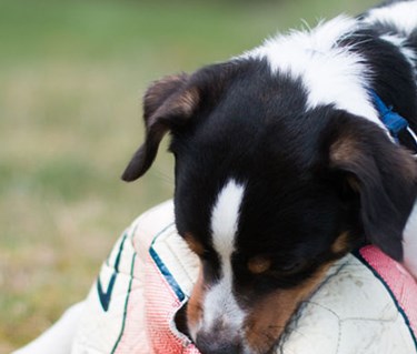 Hund av terriertyp biter i en filt