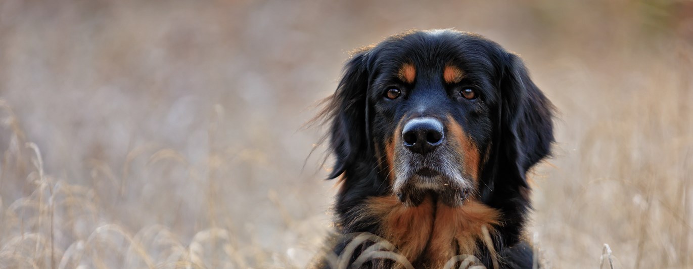 Hovawart sitter i högt gräs.