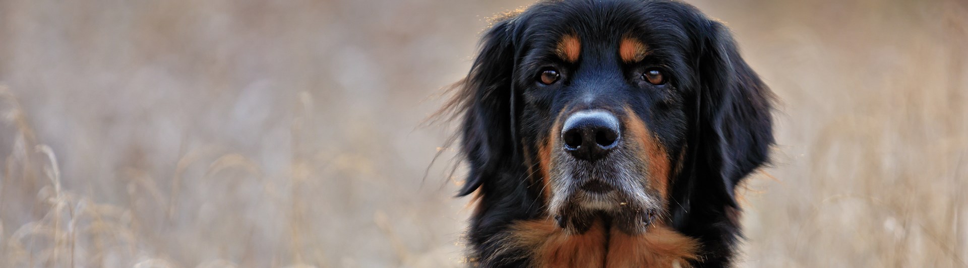 Hovawart sitter i högt gräs.